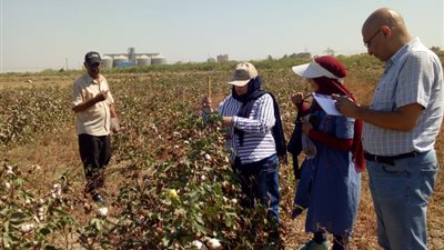 اخذ العينات وجني محصول تجربة القطن بمحطة البحوث النوعية بطامية 