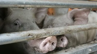 تفشي حمى الخنازير في كوريا الجنوبية (تفاصيل)