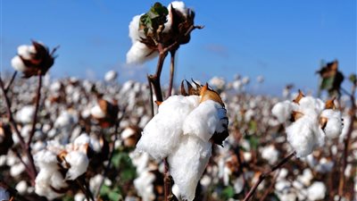 حققت 11.3 قنطار شعر.. ما هي ثمرة تجربة زراعة القطن قصير التيلة في شرق العوينات؟