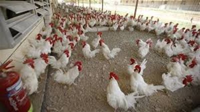 أسعار الدواجن والبيض اليوم الاربعاء 21-10-2020 في الأسواق المصرية