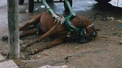 ضحايا الأمطار بالبحيرة.. مصرع سيدة ونفوق 9 أغنام ودابتين صعقاً بالكهرباء (صور)