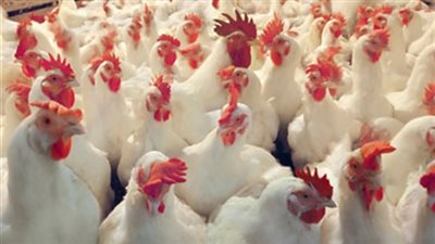 أسعار بورصة الدواجن اليوم السبت 14-11-2020