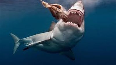 تفاصيل مهاجمة سمكة قرش لسائحة في مرسى علم (فيديو)