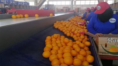 ارتفاع الصادرات.. كيف تغلبت الزراعة المصرية على تداعيات كورونا؟