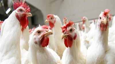 سعر الدواجن اليوم .. 