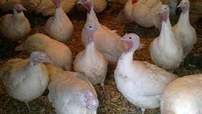 فيديو.. خبير اقتصادي يكشف عن مشروع حقق نجاح واسع الفترة الماضية في مصر