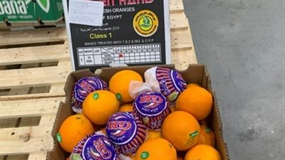 عاجل..الصناعة تنجح في تصدير أول شحنة برتقال للسوق البرازيلي