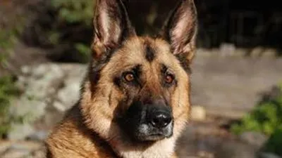 أحب تربية الكلاب واللعب معها.. فما الحكم الشرعي في طهارة ونجاسة لُعَابها؟