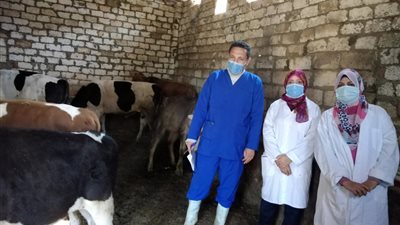 محافظ الفيوم: تحصين 52 ألف رأس ماشية ضد 