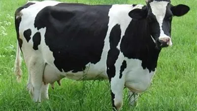 كازاخستان.. بقرة تتدلى في الهواء والشرطة تلاحق المتورطين