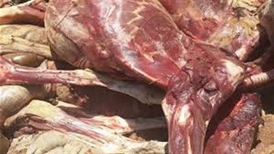 ضبط 8 أطنان أسماك ودواجن غير صالحة للاستهلاك الأدمي بالقليوبية