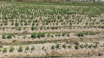 زراعة القليوبية: إقبال كبير من المزارعين للتغيير إلى نظام الري بالتنقيط