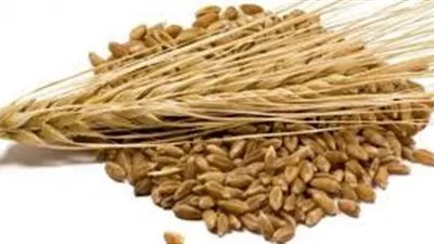 السعودية تطرح مناقصة لشراء  540 ألف طن من الشعير