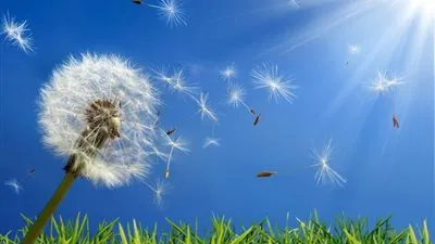 استشاري فيروسات يكشف حقيقة زيادة إصابات كورونا مع تطاير حبوب اللقاح (فيديو)