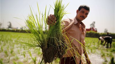بعد موافقة الحكومة.. تعرف على حالات تخفيض غرامات زراعة الأرز
