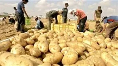 الزراعة تبحث  تسهيل إجراءات تصدير البطاطس بعد أزمة العام الماضي