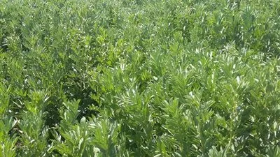 فيديو.. أستاذ بالبحوث الزراعية: استنباط صنف جديد من الفول البلدي يزرع بالأراضي الجديدة