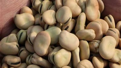 شاهد.. مزارعون: حظر تصدير الفول البلد تسبب في تراجع الأسعار