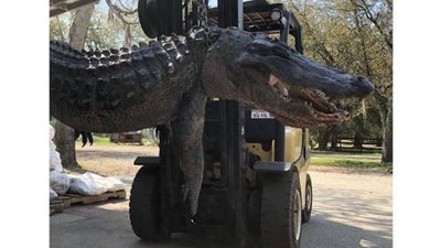 مفاجأة ببطن تمساح عملاق.. فك لغز عمره 24 عاما