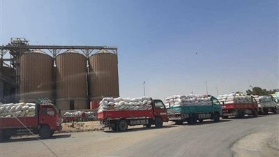 توريد 13 ألف طن قمح للشون والصوامع والهناجر ببني سويف