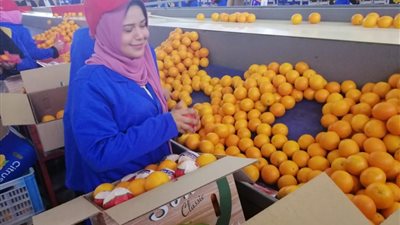 12 فاكهة وخضروات في الصدارة.. كيف ارتفعت صادرات مصر الزراعية؟