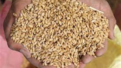 هيئة السلع التموينية تطرح مناقصة لشراء كميات من القمح 