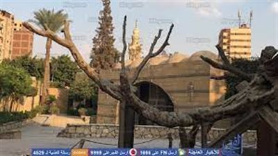 ننفرد بنشر موعد افتتاح شجرة مريم بالمطرية بعد انتهاء أعمال ترميمها