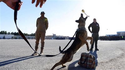 كلب يفك لغز جريمة منذ 3 أعوام في العراق