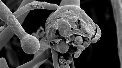 العراق يسجل أول وفاة بالفطر الأسود وليبيا تؤجل الانتخابات المحلية.. أبرز أحداث العالم في أسبوع