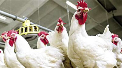 أول تعليق من اتحاد منتجي الدواجن عن ظهور طفرة جديدة لإنفلونزا الطيور