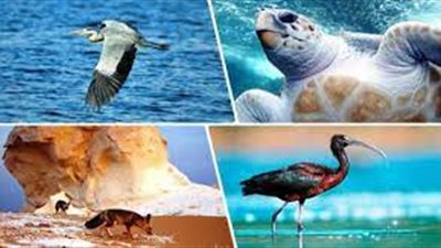 7 محميات طبيعية بسيناء تعرف عليها.. وخبير: مقومات السياحة البيئية تؤهلنا للعالمية