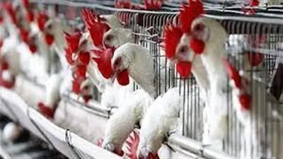 اتحاد الدواجن عن اجتماع الرئيس السيسي مع المنتجين: 