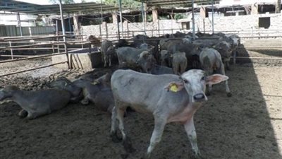 أسعار الأضاحي والماشية الحية مع اقتراب عيد الأضحى المبارك في الدقهلية 