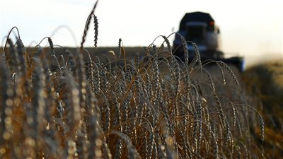 التموين: توريد نحو 3.5 مليون طن من القمح حتى الآن 