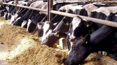  أسعار الماشية الحية اليوم الأحد 20-6-2021 مع اقتراب عيد الأضحى