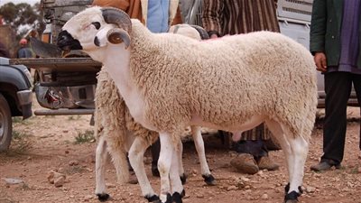 تعرف على موعد عيد الأضحى 2021 والأيام المتبقية