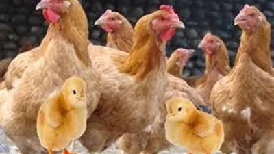 أسعار الدواجن اليوم الثلاثاء 22-6-2021 في الأسواق