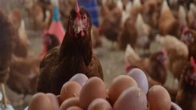 أسعار الدواجن اليوم الأربعاء 23-6-2021 في الأسواق