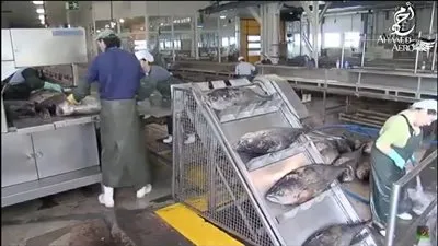 شاهد.. تفاصيل إنشاء أكبر مصنع لإنتاج التونة في الشرق الأوسط 