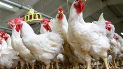 أسعار الدواجن اليوم الثلاثاء 29-6-2021 في الأسواق