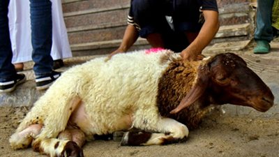 الزراعة تكشف الاسس السليمة لشراء أضحية العيد