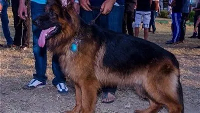 عشان متتعرضش للحبس أو الغرامة.. ننشر خطوات الحصول على رخصة كلب 2021