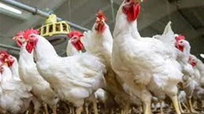 أسعار الدواجن اليوم الخميس 1-7-2021 في الأسواق