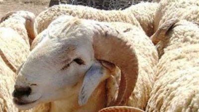 مكآفات وتخفيضات.. هدايا الدولة للمصريين في عيد الأضحى 