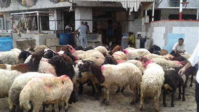 شراء الصك بالتقسيط ودفع ثمنها من مال الزكاة.. كل ما تريد معرفته عن أحكام الأضحية