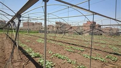 الري: تنفيذ تجربة ري ذكي من خلال تطبيق على الهاتف بالمحلة الكبرى 