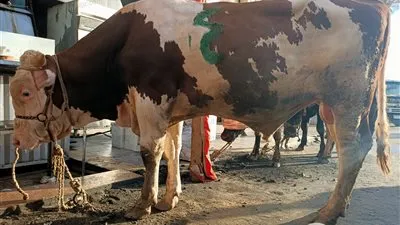 بدء ذبح الأضاحي في الإسكندرية احتفالًا بالعيد (صور)