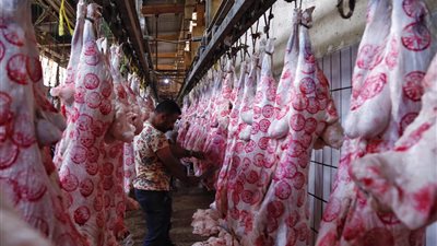 لضمان أضحية سليمة.. طرق وشروط اختيار الحيوان قبل الذبح وبعده (فيديو)