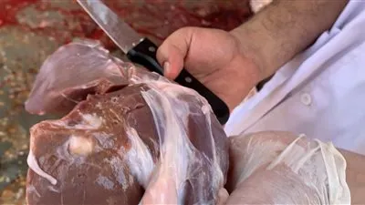 شاهد.. خراريج في كبد حيواني والطب البيطري يأمر بإعدامه (فيديو وصور)