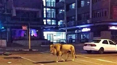 أمن السويس يضبط أسد بصحبة مصور فوتوغرافي 